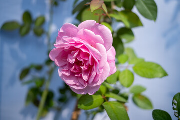 
bright pink roses flower , green leaf