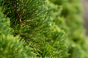 close up green branches from the pine tree