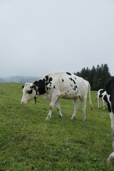 Group of cows leisurely grazing in a green field.