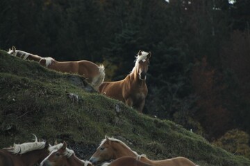 Group of horses grazing on the green grassy hillside.