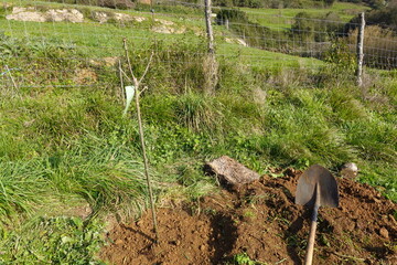 young chestnut tree newly planted next to a shovel, chestnut tree in the garden
