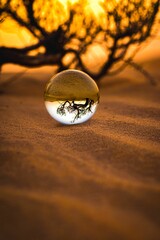 a tree in the distance is behind a glass ball on the beach