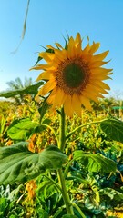 Single large yellow sunflower in the center of a bright, sunny field