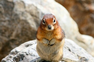 Closeup shot of an adorable brown squirrel on a rock looking curiously at the camera