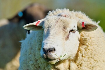 Closeup of a Texel sheep standing in a field of green grass with a blurry background