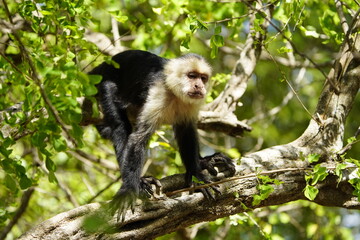 The Panamanian white-faced capuchin (Cebus imitator), also known as the Panamanian white-headed...