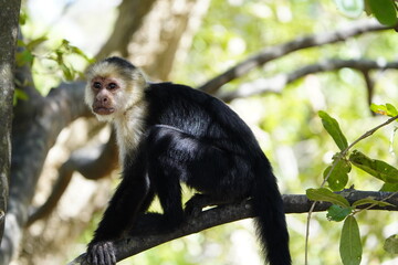 The Panamanian white-faced capuchin (Cebus imitator), also known as the Panamanian white-headed capuchin or Central American white-faced capuchin. Costa Rica.