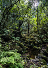 Fototapeta na wymiar The deep tropical jungle of Madeira Island on the way to the hidden waterfall.