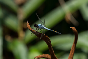 Wildlife in national parc in Kenya