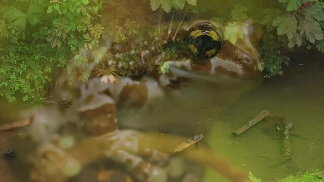 Beautiful filming of driftwood on the river, Amazon milk frog and jumping monkey in the forest
