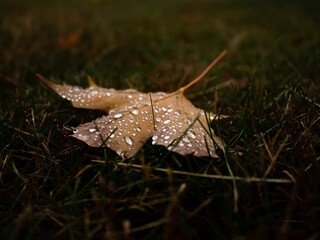 Single green leaf on the ground, glistening with water droplets from the recent rainfall