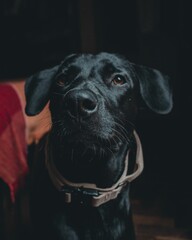 Vertical shot of a black Labrador Retriever in a room