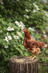 Photo of a domestic chicken near a flowering tree.