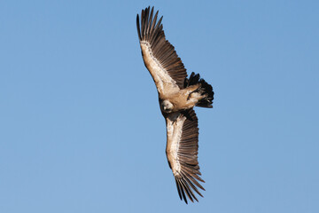 Fototapeta premium Brusco giro en vuelo del buitre Gyps Fulvus con fondo de cielo azul, Alcoy, España