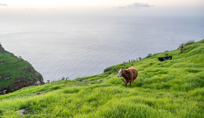 Cow grazing with the ocean behind in a beautiful landscape in Madeira island in Portugal.