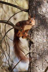 Ardilla roja (Sciurus vulgaris) sentada en rama de pino. Alcoi, España