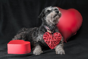 happy valentine's day miniature schnauzer breed dog with a heart-shaped balloon on a black...