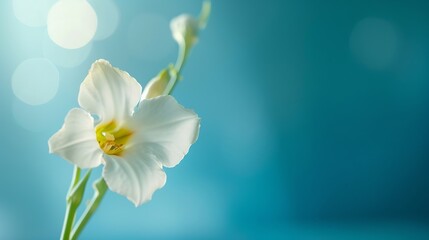 Fototapeta na wymiar spring background; fresh flower on blue background. : Generative AI