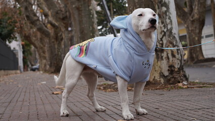 Perro orgullo gay, LBGT