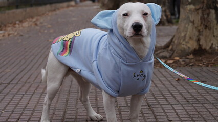 Perro orgullo gay, LBGT