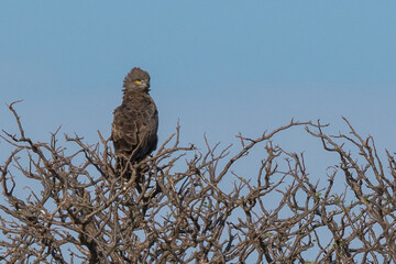 Birdlife in Kenya