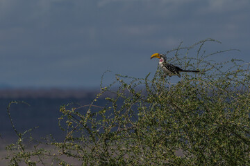 Birdlife in Kenya