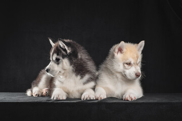 two Siberian husky puppies on a black background