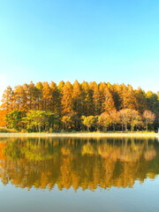 対岸から見る黄葉のメタセコイアのある晩秋の水元公園風景