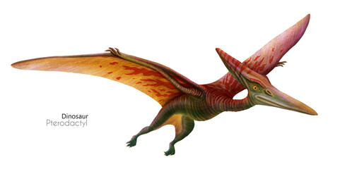 Illustration of a flying pterodactyl.  Flying red green dinosaur. Predator in flight. - 731735858