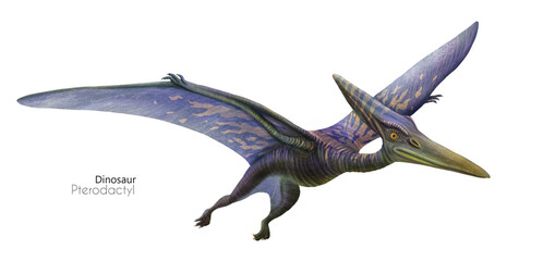 Illustration of a flying pterodactyl.  Flying blue dinosaur. Predator in flight. - 731735877