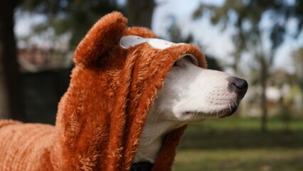 Perro con buzo osito Teddy