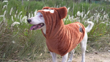 Perro con buzo osito Teddy