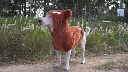 Perro con buzo osito Teddy