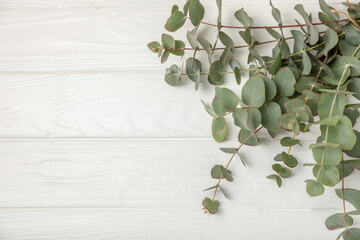 Eucalyptus leaves. Aromatherapy. Fresh eucalyptus close-up, on background. Fragrant essential oil....