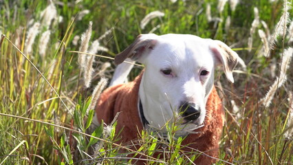 Perro con buzo osito Teddy