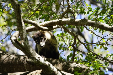The crab-eating raccoon or South American raccoon (Procyon cancrivorus) is a species of raccoon native to marshy and jungle areas of Central and South America. Costa Rica