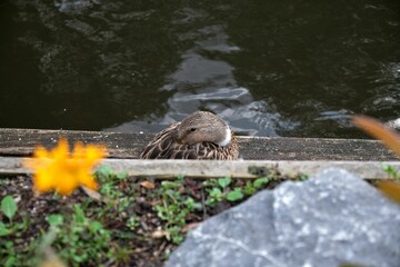 Duck perched on a wood beside a body of water, with head tucked on its shoulder in a peaceful pose