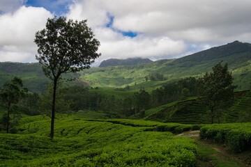 Stunning Munnar Kerala during monsoon season, with lush tea plantations
