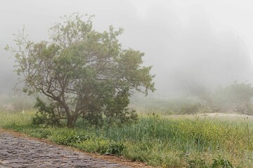 Idyllic landscape featuring a single tree shrouded in a peaceful fog.