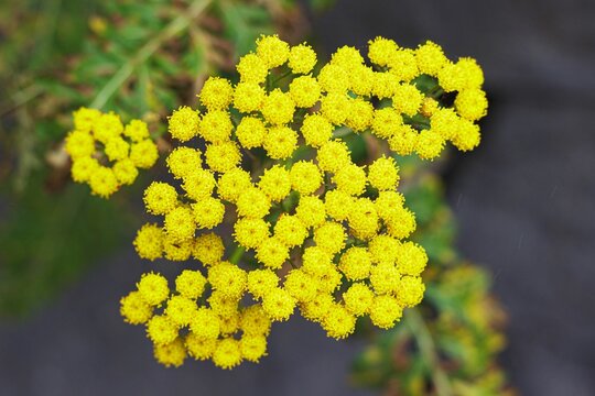 Closeup shot of vibrant yellow gonospermum flowers.