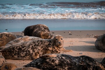 Group of seals lying on a sun-drenched beach, with gentle waves lapping the shore