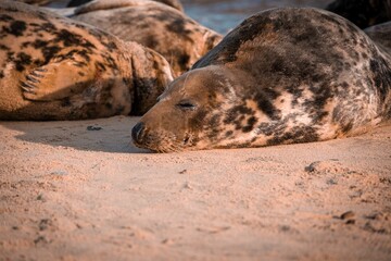 Harbor seals rest side by side on the beach of a tranquil lagoon