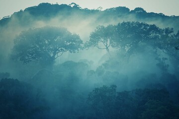 a fog covered forest area in the morning light of dawn