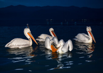 pelicans fighting for fish in the dark