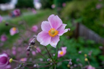 Closeup of  a vibrant autumn anemone in a lush green with a blurry background