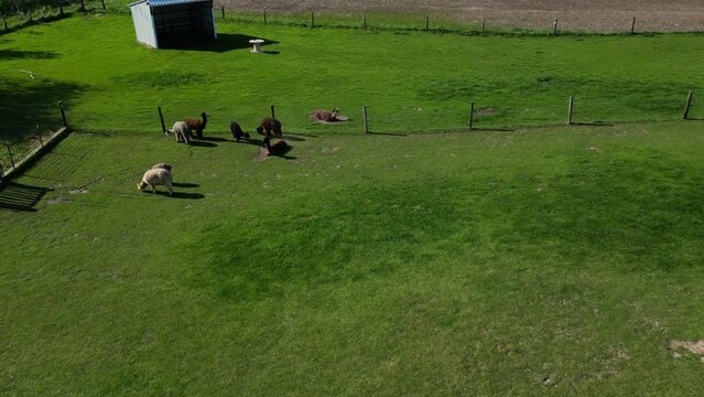 High-angle time-lapse view of alpacas grazing on the farm