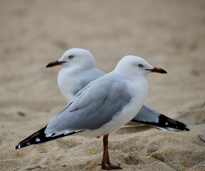 Fototapeta premium Seagulls perched atop a sandy beach, taking in the ocean view