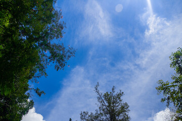 Tropical rain forest in southeast Asia  with blue sky background