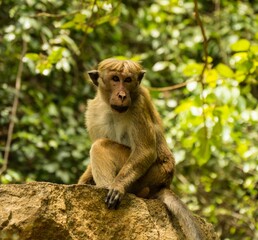 Fototapeta premium monkey sitting on top of a large rock near trees and bushes