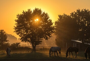 Stunning  herd of horses silhouetted and a huge tree with the sun setting in the background